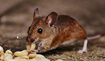 24 Hour & Emergency Exterminators in Summit Station, OH